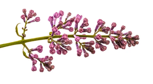 Flores Lila Púrpura Primer Plano Sobre Fondo Blanco —  Fotos de Stock