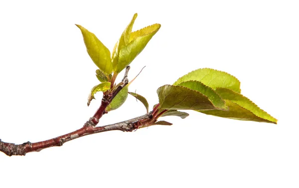 Apricot Tree Branch Green Leaves White Background — Stock Photo, Image