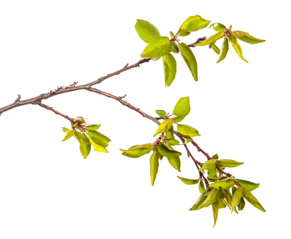 Apricot Tree Branch Green Leaves White Background — Stock Photo, Image