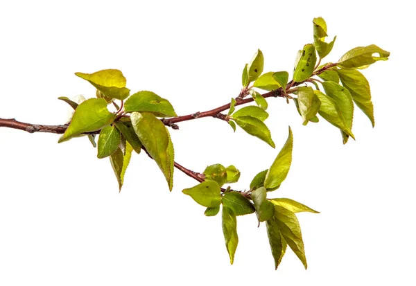 Abrikozenboom Tak Met Groene Bladeren Een Witte Achtergrond — Stockfoto