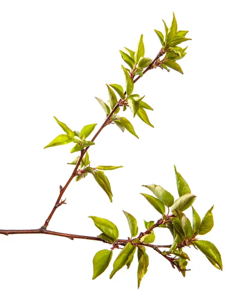 白地に緑色の葉を持つアプリコットの木の枝 — ストック写真