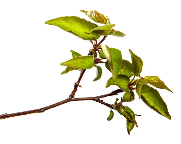 Abrikozenboom Tak Met Groene Bladeren Een Witte Achtergrond — Stockfoto