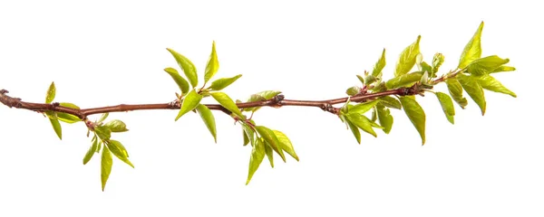 白地に緑色の葉を持つアプリコットの木の枝 — ストック写真