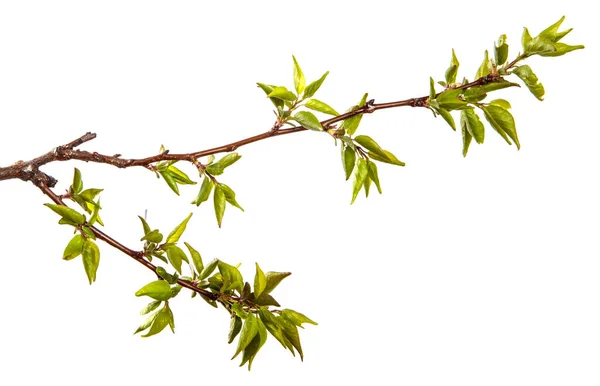 Apricot Tree Branch Green Leaves White Background — Stock Photo, Image