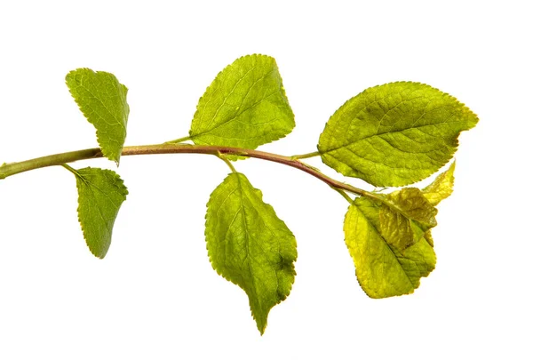Větev Divokého Jabloně Zelenými Listy Bílém Pozadí — Stock fotografie