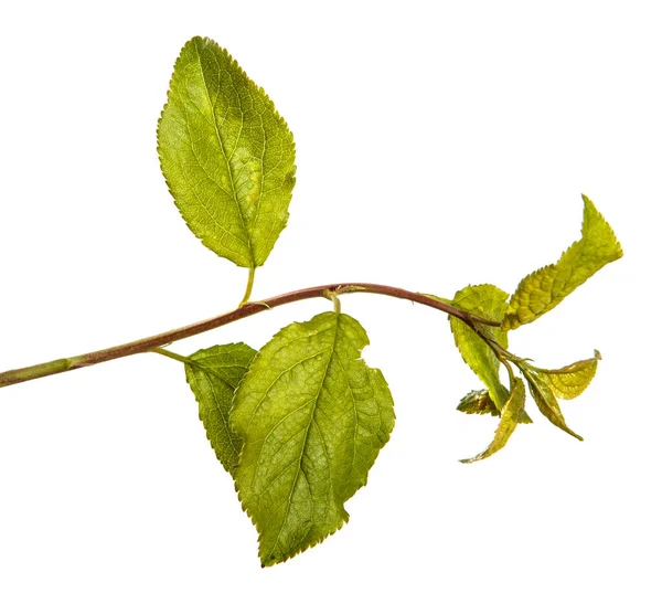 Branch Wild Apple Tree Green Leaves White Background — Stock Photo, Image