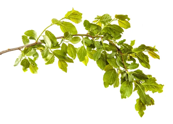 Zweig Eines Wilden Apfelbaums Mit Grünen Blättern Auf Weißem Hintergrund — Stockfoto