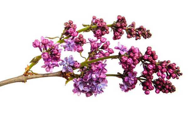 白い背景に花序を咲かせるライラックブッシュ枝 — ストック写真