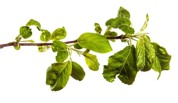 白い背景に緑の葉を持つリンゴの木の枝 — ストック写真