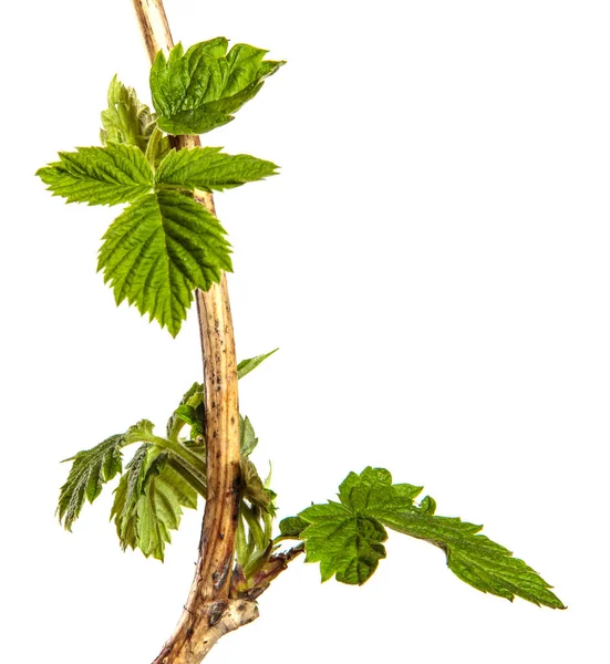 Green Raspberry Garden Leaves White Background — Stock Photo, Image