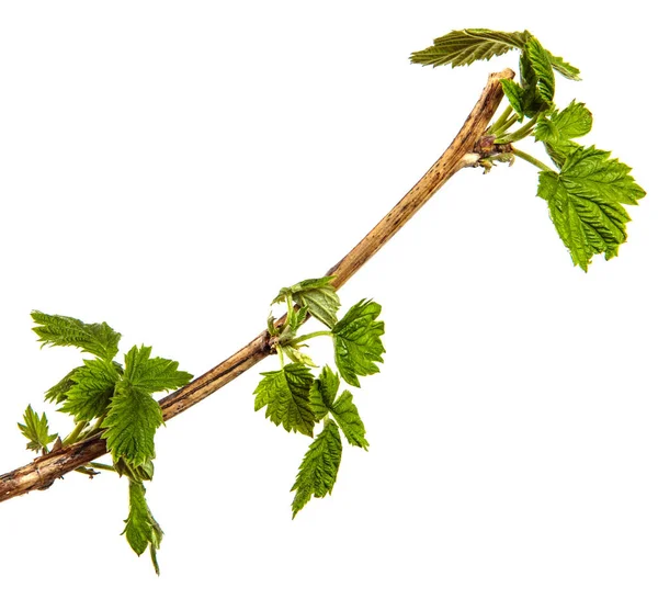 Green Raspberry Garden Leaves White Background — Stock Photo, Image