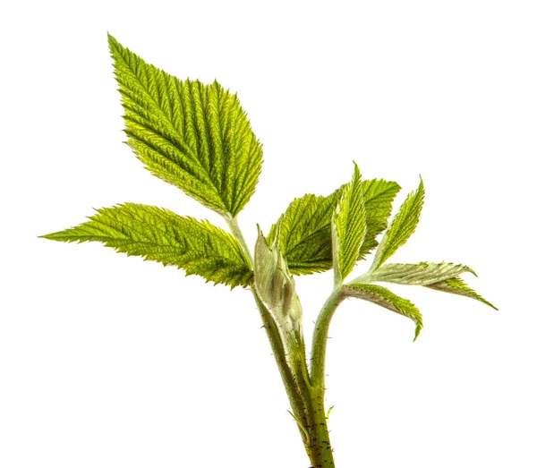 Hojas Jardín Frambuesa Verde Sobre Fondo Blanco — Foto de Stock