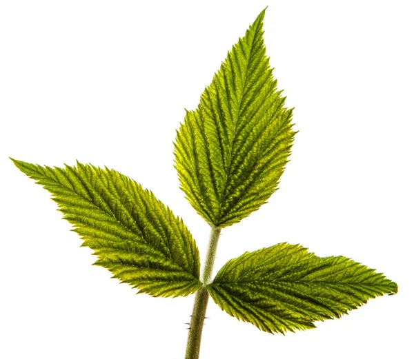 Grüne Himbeergarten Blätter Auf Weißem Hintergrund — Stockfoto