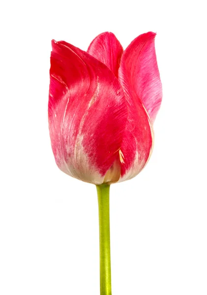 Brotes Tulipanes Rojos Florecientes Con Venas Blancas Sobre Fondo Blanco —  Fotos de Stock