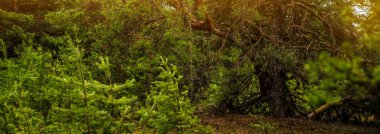 Çam ormanı ve güneş ışığı. Pankart