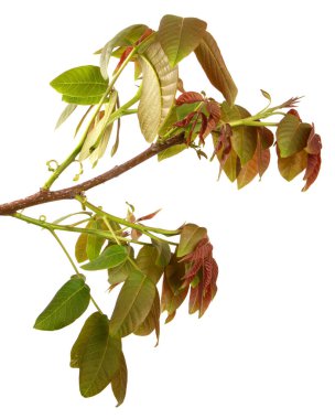 Beyaz arka planda yeşil yapraklı ceviz dalı