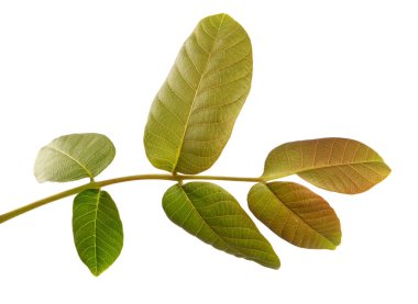 Beyaz arka planda yeşil yapraklı ceviz dalı