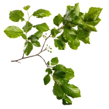 Beyaz arka planda yeşil yapraklı erik ağacı dalı