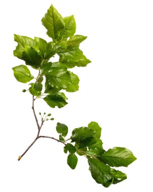 Beyaz arka planda yeşil yapraklı erik ağacı dalı