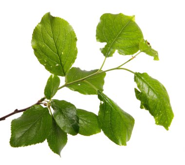 Beyaz arka planda yeşil yapraklı erik ağacı dalı