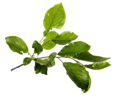 Beyaz arka planda yeşil yapraklı erik ağacı dalı