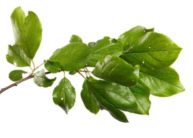 Beyaz arka planda yeşil yapraklı erik ağacı dalı