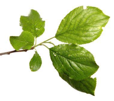 Beyaz arka planda yeşil yapraklı erik ağacı dalı