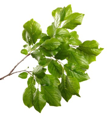 Beyaz arka planda yeşil yapraklı erik ağacı dalı