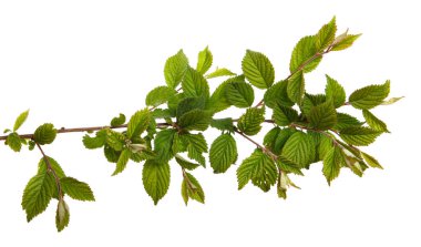 Beyaz arka planda yeşil yapraklı keçeli kiraz dalı