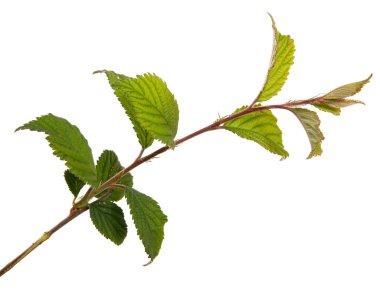 Beyaz arka planda yeşil yapraklı keçeli kiraz dalı