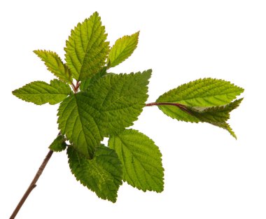 Beyaz arka planda yeşil yapraklı keçeli kiraz dalı