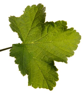 Beyaz arka planda yeşil yapraklı taze kuş üzümü.