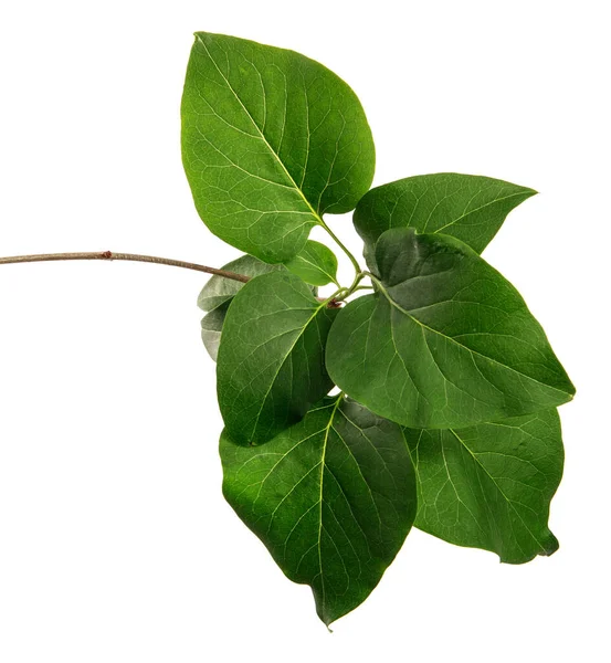 Ramo Arbusto Lilás Com Folhas Verdes Fundo Branco — Fotografia de Stock