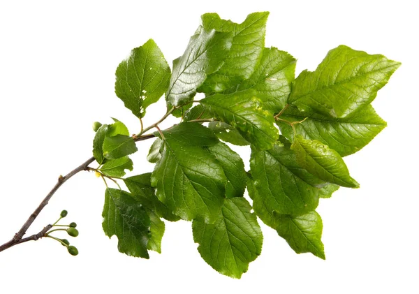 Pflaumenzweig Mit Grünen Blättern Auf Weißem Hintergrund — Stockfoto