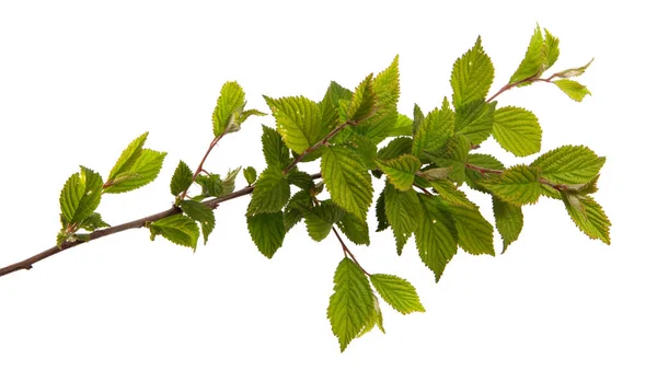 Branch Felt Cherry Green Leaves White Background — Stock Photo, Image