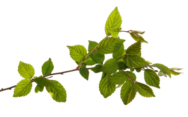 Branch Felt Cherry Green Leaves White Background — Stock Photo, Image