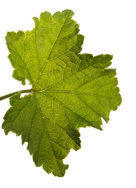 Beyaz arka planda yeşil yapraklı taze kuş üzümü.