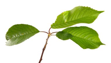 Beyaz arka planda yeşil yapraklı kiraz dalı