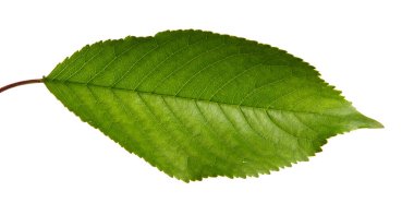 Beyaz arka planda yeşil yapraklı kiraz dalı