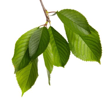 Beyaz arka planda yeşil yapraklı kiraz dalı