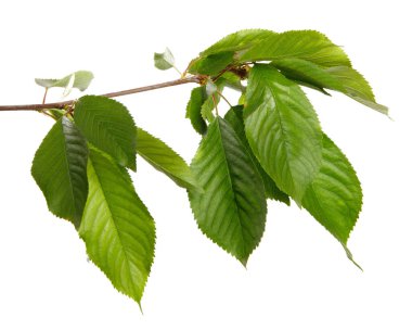 Beyaz arka planda yeşil yapraklı kiraz dalı