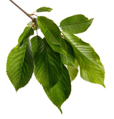 Beyaz arka planda yeşil yapraklı kiraz dalı