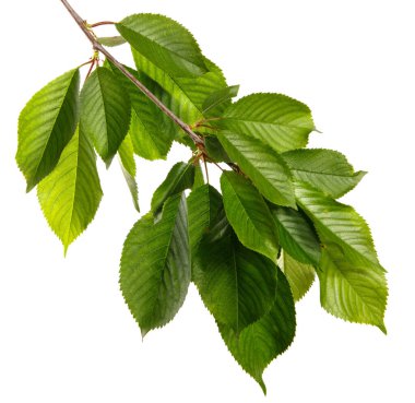 Beyaz arka planda yeşil yapraklı kiraz dalı