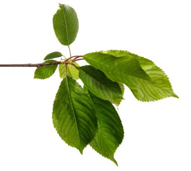 Beyaz arka planda yeşil yapraklı kiraz dalı