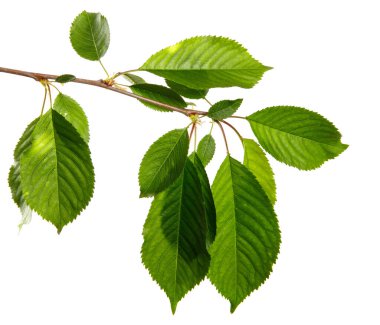 Beyaz arka planda yeşil yapraklı kiraz dalı