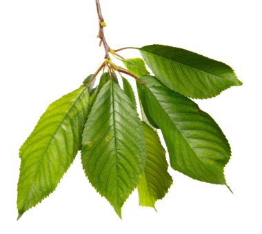 Beyaz arka planda yeşil yapraklı kiraz dalı