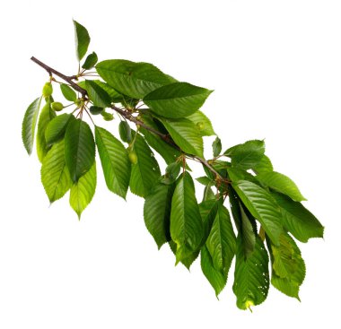 Beyaz arka planda yeşil yapraklı kiraz dalı