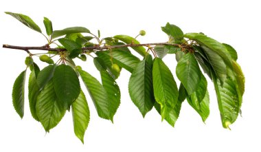 Beyaz arka planda yeşil yapraklı kiraz dalı