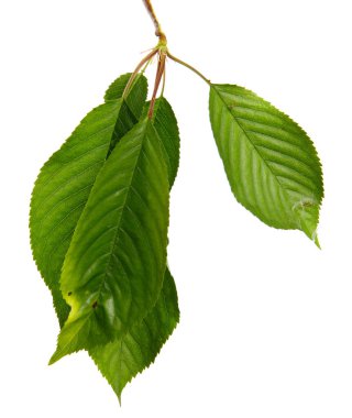 Beyaz arka planda yeşil yapraklı kiraz dalı