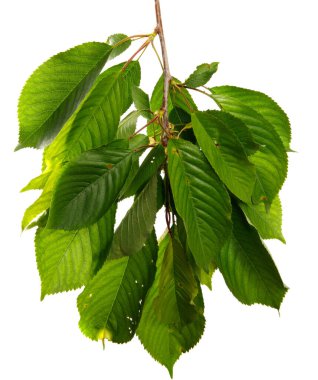 Beyaz arka planda yeşil yapraklı kiraz dalı